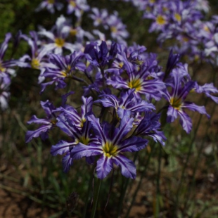 Leucocoryne vittata